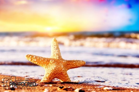 Download Starfish on the Beach - Premium Resources